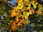 70 Il giallo tendente al rosso delle foglie dei faggi 